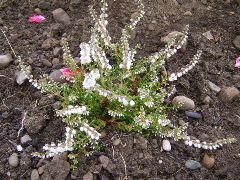 Lucky White Heather